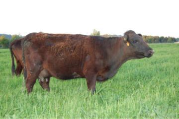 Obannon Cow #33