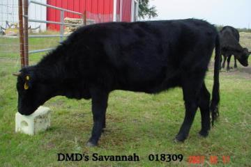 DMD's Savannah
