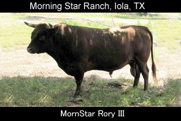 MornStar Rory III