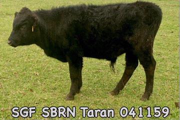 SGF SANT Taran