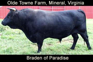 Braden of Paradise