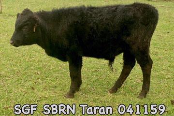 SGF SBRN Taran