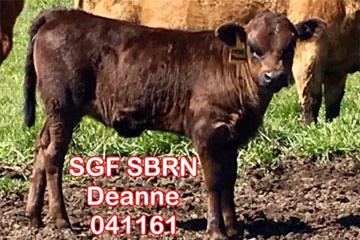 SGF SBRN Deanne