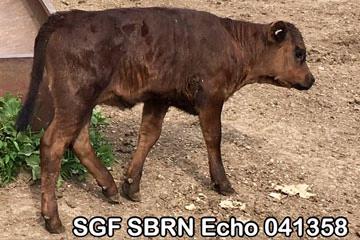 SGF SBRN Echo