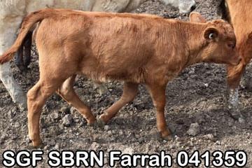 SGF SBRN Farrah