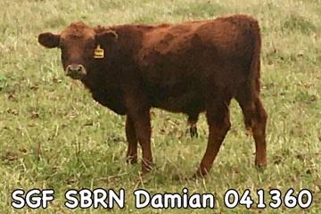 SGF SBRN Damian