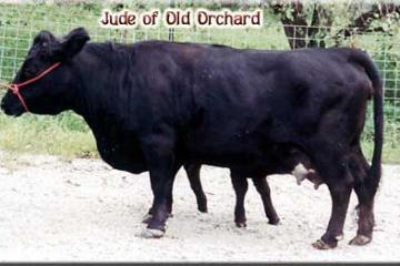 Jude of Old Orchard