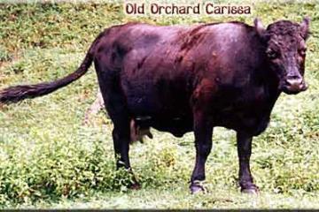 Carissa of Old Orchard