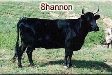Shannon of Old Orchard