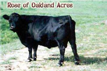 Rose of Oakland Acres