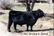 Donal of Old Orchard